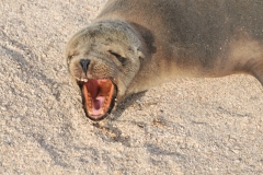 Sea Lion yawning