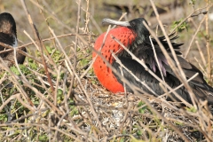 Frigatebirds chest puffed out