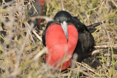 Birds in Heat