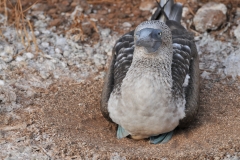 Blue- footed booby