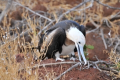 Female Frigatebird collecting branches