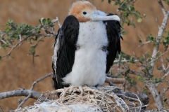 Frigatebird chick