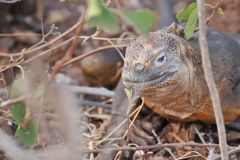 Land Iguana checking out the scene