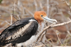 More mature Frigatebird chick