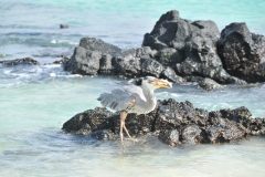 Incredible photo of the fish about to be swallowed by the Heron