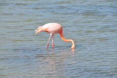 Flamingos