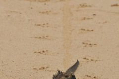 Footrpints in the sand