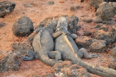 Even sea Iguanas have friends