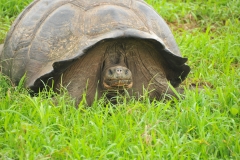 The Galapagos Islands are a magical place to Visit