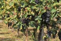Situated in the heart of the world's oldest wine region, the monks also make their own wine, known as Alaverdi Monastery Cellar.[