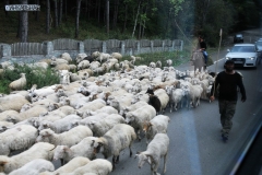 Sheep herders bringing the sheep down from the mountains after a summer of grazing. walking on the highway.