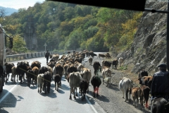 Back on the Georgian Military highway we run into cattle on the highway.  Easiest way to move them is on the highway.