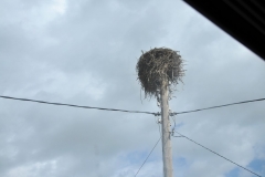 Storks build nests on the top of telephone poles.