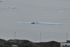 Local cleaning a catch of the day.  Most likely a seal.