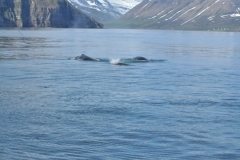 The females generally give birth every other year, and the older the mother, the more likely the calf is to survive. The calves suckle for only 6 months, although lactation can remain active for up to a year.