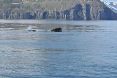 They also often stick their head straight out of the ocean, probably to investigate conditions on the surface. This behavior is called spy-hopping.