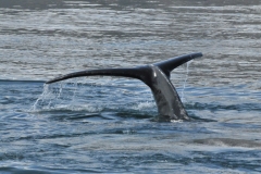 The calves learn the migration route by following their mothers to the feeding ground during their first spring and remain faithful to that area thereafter. Not all humpback whales appear to migrate every year. In such cases when they do not, they remain at the feeding grounds throughout the winter where the food is available all year round.
