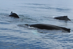 Humpback whales are rather slow swimmers, traveling at around 5 mph during migration. They can, however, swim at up to 17 mph in shorter bursts. Deep dives are generally of short duration, or 10 minutes, as is common among other rorquals, although they can dive for up to 30 minutes to a depth of at least 820 ft.