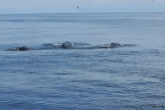 They often seek out boats and follow them for a while. Humpback whales are usually on their own, although it is not uncommon to see them in smaller groups consisting of 2–5 animals