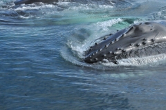 Humpback whales also come to Iceland during the summer months.  Humpbacks are renowned for their gregarious and acrobatic behavior. Basically, Humpback whales are the attention-seeking divas of the whale world.  It is common to see them on whale-watching tours; breaching, slapping their tails and flukes, or feeding.