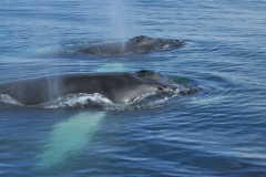 These groups do not remain together for long, so they rarely form close bonds, with the exception of females and their calves. Hundreds of humpbacks can, however, congregate in areas where there is an abundance of food. The groups are particularly unstable in the feeding grounds during the summer and only stay together for a few hours at a time.