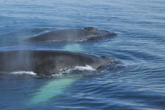 In the breeding grounds in the winter, the groups variously consist of only males,  mother and calf or mother, calf and a few escorting males. The escorting males often follow the mother and calf for a long time waiting for an opportunity to mate. The largest and strongest male keeps the other escorting males away and is therefore the most likely to mate with the female.
