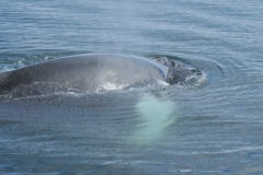 Humpback whales are famous for their complicated and varied vocalization. The males sing complicated and long songs during migration and during the mating season. These songs have been likened to birdsong, except humpback whale songs can last for up to an hour while birdsong lasts for only a few seconds. The object of the song has not been fully defined but is obviously linked to courtship.