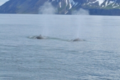 Every year, the males sing the same or a similar song at each mating station. The song, however, develops over time and differs between years. The songs are probably used to attract the females toward the males and may also help the males to keep a certain distance from each other.