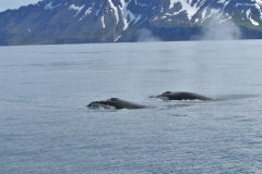 Females and males also emit a number of communication sounds that indicate either friendliness or dislike. When meeting and separating, they often emit various low-frequency sounds such as grunts, growls and woops. When indicating dislike, they emit a high-frequency scream. Calls at lower frequencies are probably used to let others know of their location.