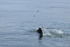 Humpback whales can live to at least 50 years of age, although their maximum life expectancy is not fully known.