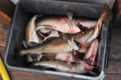 Some of us had  the opportunity to fish for 30 to 45 minutes before returning to port. I  believe the fish is Atlantic Cod.
