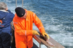 Here the fish we caught are being cleaned and filleted.  When we returned to dock they had a charcoal grill heated  and they cooked our catch for us to eat. It was SO good. You cannot get it any fresher out of the cold Icelandic waters.