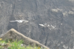Great area for Birding