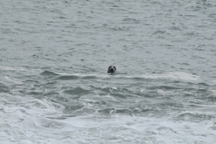 A seal keeping a watchful eye on those of us on the beach