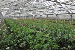 We visited a flower farm that relies on geothermal energy to grow flowers in hot houses.