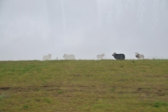 Placards or cut outs of sheep and cows propped up on the hill