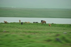 Great grazing land abounds all around