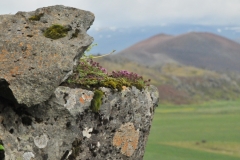Colorful small flowers growing out of solid rock at the top edge of the plateau.
