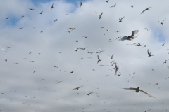 We were encircled several times by the Arctic Terns.