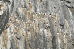 The Black-legged Kittiwake typically nests on cliff ledges, but will occasionally nest on buildings and shipwrecks.