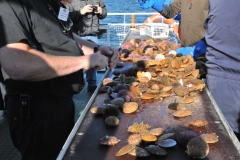 Look at this bonanza of shellfish and other varieties of great fresh tasting items.