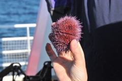 Like a Sea Urchin.