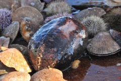A number of shellfish and items were thrown back over board, such as all the star fish and other items,  as it was not big enough or needed to be returned to the sea floor.
