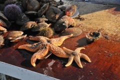 Starfish were returned to the ocean floor.