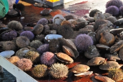 We were only able to eat so much and then the balance was returned to the ocean.