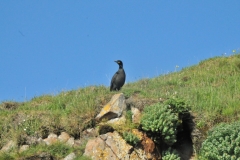 Icelandic Black bird