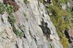Male and Female Black bird, black with an orange beak feeding their young ones in a nest built into a rock wall.