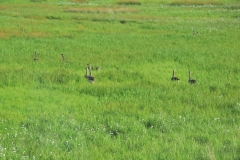 Greylag Geese walking through thick high grass looking for food in a pasture near the highway.