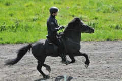 A unique breed, they have adapted to the local climate with a think, heavy coat. Icelandic horses are a common sight across the countryside