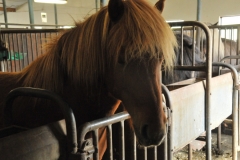 I also learned that if a horse is shipped overseas to another country that horse can never return to Iceland. That is how they control any outside diseases that could return with the horse.